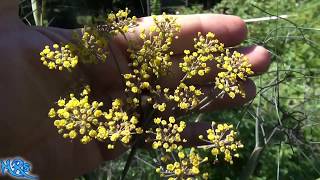 Bronze Fennel  Foeniculum vulgare  Taste Test and Review [upl. by Natala]