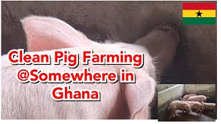 Clean Pig Farming Somewhere in Ghana [upl. by Arhaz]