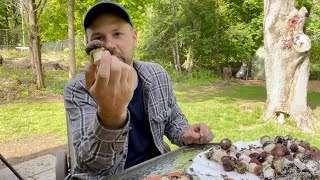 Epic Wine Cap Stropharia Mushroom Harvest  Harvesting and Cleaning My Garden Giant Bounty [upl. by Okiek]