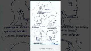 Topographie générale du cou [upl. by Merton108]