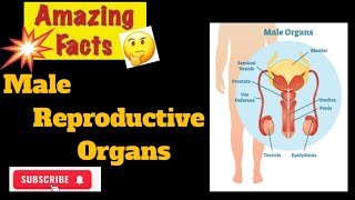 Male Reproductive Organs Anatomy And Physiology Of Male Reproductive Organs [upl. by Bertolde]