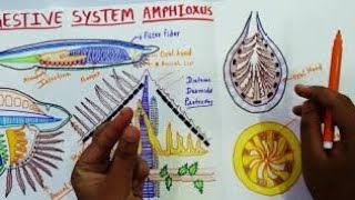 DIGESTIVE SYSTEM OF AMPHIOXUS OR BRANCHIOSTOMA [upl. by Noiz438]