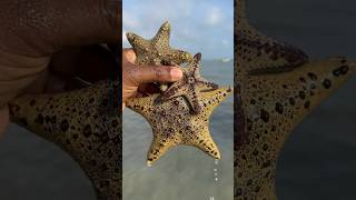 Rescuing 3 Stunning Starfish Part 3 Shorts starfish fishing [upl. by Enyleuqcaj]