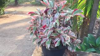 Chinese croton Excoecaria cochinchinensis variegated plant [upl. by Anaerb706]