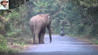 Elephant Chasing a Bike by Jasoprakas [upl. by Delaine]