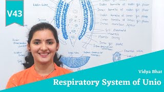 Respiratory system of Unio  Respiration  Ctenidia  Gill  Mantle  Gill plate  Lamina  Lamellae [upl. by Akinyt619]