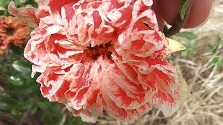 Flowering Pomegranate Punica granatum Legrelliae [upl. by Ydnim]