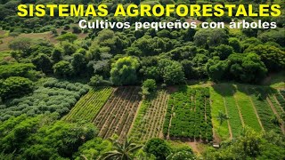 Sistemas agroforestales Milpa y frutales Discovery Mundo agriculturasostenible milpa cultivos [upl. by Alrick]