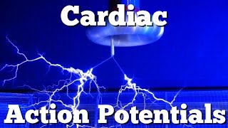 Action Potential in Cardiac Muscle  Cardiac Physiology  Electrophysiology [upl. by Aelem]