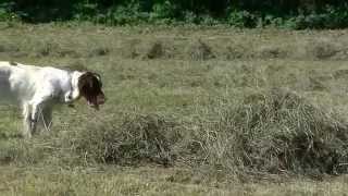 Setter in ferma su Starna con sparo [upl. by Eirlav]