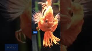 Defending Your Betta  Chapter 2  dropsy bettafish disease newseries aquarium fish [upl. by Fesoj]