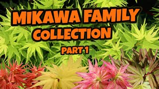 Mikawa Family Collection Part 1  Saturday Showcase  Mikawa Yatsubusa Family Japanese Maples [upl. by Annaiviv]