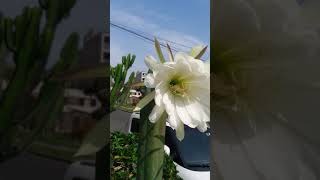 🌸Cactus San Pedro Flor Echinopsis Pachanoi Flores Trichocereus Suculenta Florecido Cactus Peruano 🇵🇪 [upl. by Ellerol]