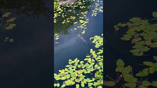 Florida Gator In Shark Valley Everglades florida alligator everglades [upl. by Ahsiuqel522]