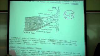 BIOLOGY LAB THE CELL CYCLE amp MITOSIS by Professor Fink [upl. by Elna]