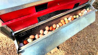 🐔 The Best Egg Nest Ever 🥚 2 Years of Testing Ive owned Chickens for 30 years [upl. by Aurore]