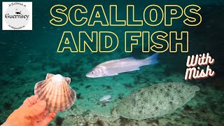 Scuba diving for king scallops with Mish the fish [upl. by Ralyks252]