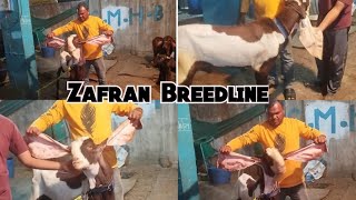 Saste aur Nasal Mai Hyderabadi Breedline Zafran Breedline Goats  errakunta Hyderabad [upl. by Gamber]