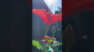 Exploring different plants from nursery amp our families dream garden Love the plants your grow daily [upl. by Tingey]