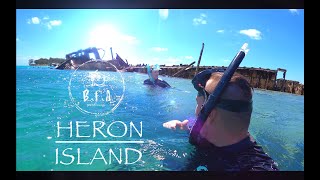 Heron Island 2021Turtles Sharks Reef fish and more [upl. by Navets]