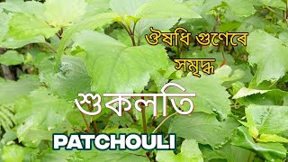 শুকলতি  Scientific name Pogostemon benghaleusis Shuklotihuklotinaturehowtomakeflowerathome [upl. by Ecinaj]