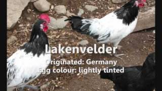 Guide to Chicken Breeds [upl. by Naerol]