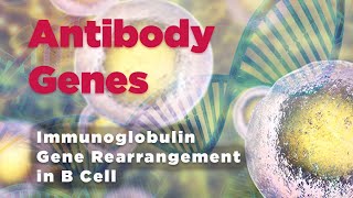 Antibody genes  Immunoglobulin Gene Rearrangement in B Cell [upl. by Viridis916]