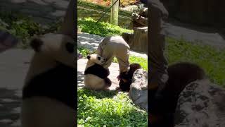 When Im stressed I like to watch cute pandas🤩youtubeshorts trending viralvideo panda fyp [upl. by Bullen]