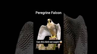 Can Peregrine Falcon fly like a Rocket 🤯🕊shorts [upl. by Alleinad]