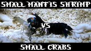 Small Smasher Mantis Shrimp VS Small Crabs [upl. by O'Neil]