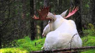 White Moose [upl. by Llerihs]