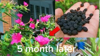 How to grow Mirabilis jalapa5 o clock flower [upl. by Ssitnerp801]