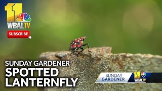 Sunday Gardener Dealing with the spotted lanternfly [upl. by Kinny]