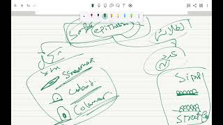simple epithelium [upl. by Ezri]