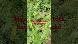 😁My sickly carrots have recovered due to rain kitchengarden gardening nature growyourownfood [upl. by Cozmo]