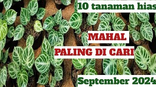 10 tanaman hias mahal paling banyak di cari September 2024 [upl. by Alil]