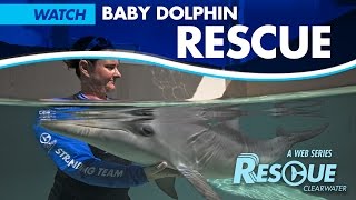 Baby Dolphin Rescue  RescueClearwater Season 2 Ep 1 [upl. by Atikan331]