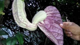 Aristolochia grandiflora [upl. by Kulseth]