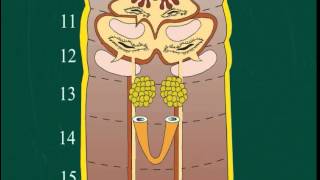 Understanding the Reproductive System of Earthworms [upl. by Morice133]