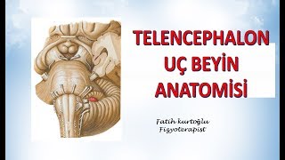 Telencephalon  Uç Beyin  Nöroanatomi Konu Anlatımı  13 [upl. by Opiak]