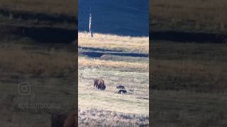 Yellowstone Wolves [upl. by Teddy]