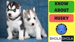 Siberian Husky Puppy’s  Dogs  Pet care  Bhola Shola [upl. by Rosemarie]