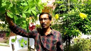 Allamanda Cuttings in the easiest methods [upl. by Noned]