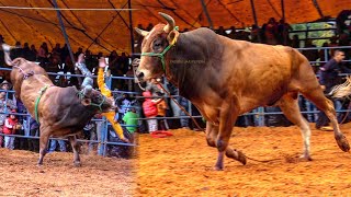 Regresó a su nivel y no hay quien le quede CENTAVO DE RANCHO LA CIÉNEGA EN VILLALONGIN MICH 2021 [upl. by Poland]