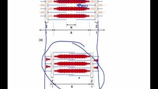 031 sliding filament theory [upl. by Astri663]