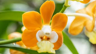 Episode 25 Vanda denisoniana Orange and Prosthechea vitellina [upl. by Ced]