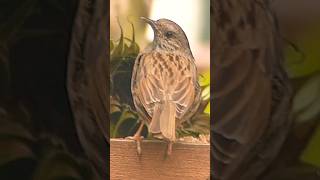 Dunnock [upl. by Snook]