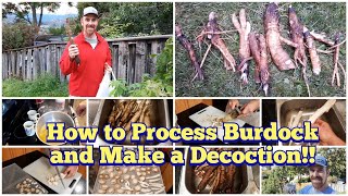 How to Process Burdock Root and How to Make Burdock DecoctionTea [upl. by Fuld]