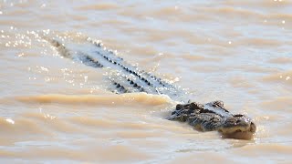 ‘Nothing to be worried about’ Crocodiles affected by flooding in Queensland [upl. by Nottage]