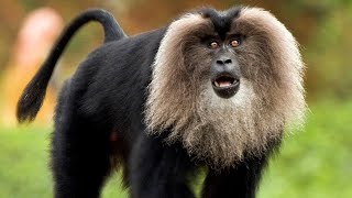 Most Dangerous Lion Tailed Macaque [upl. by Namar998]